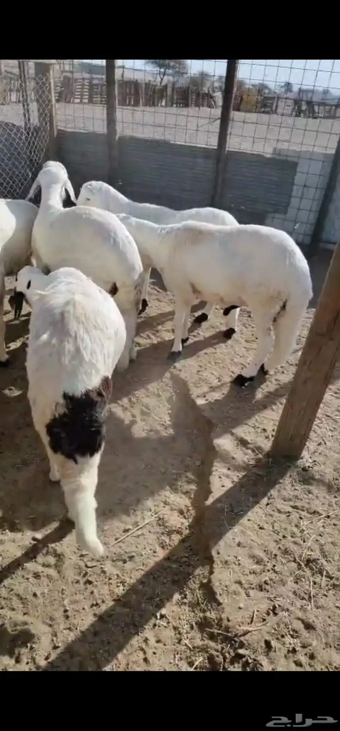 سواكن شبيه الحري 1