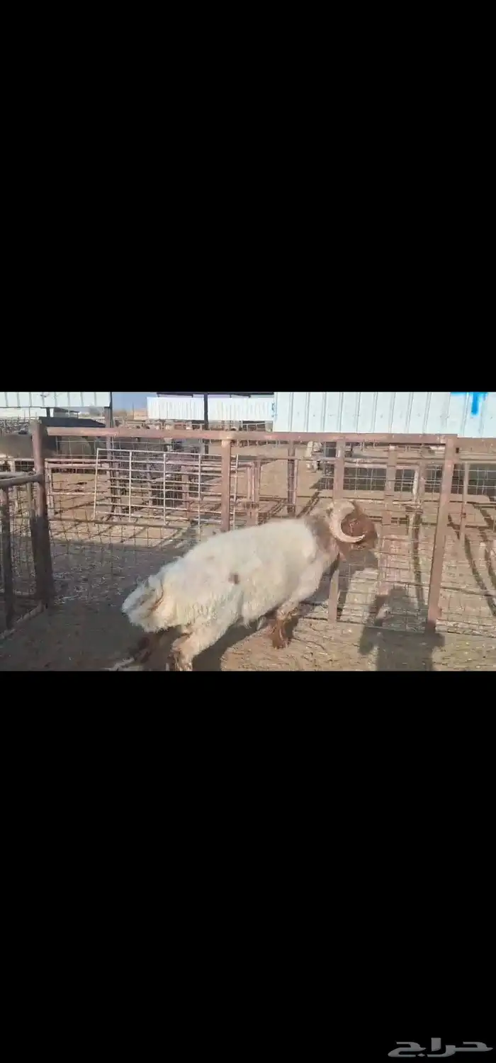 للبيع فحل نعيمي طيب رباع 2