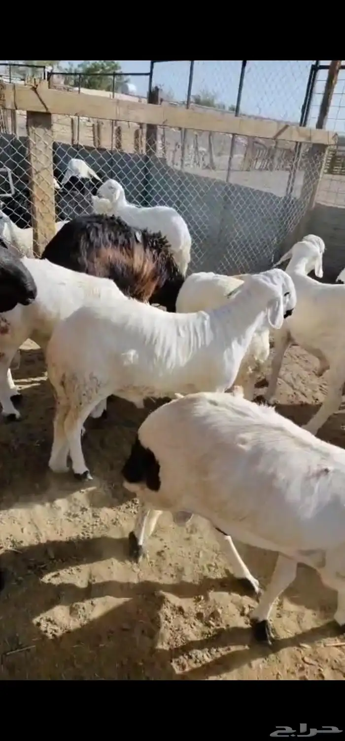 سواكن شبيه الحري 0