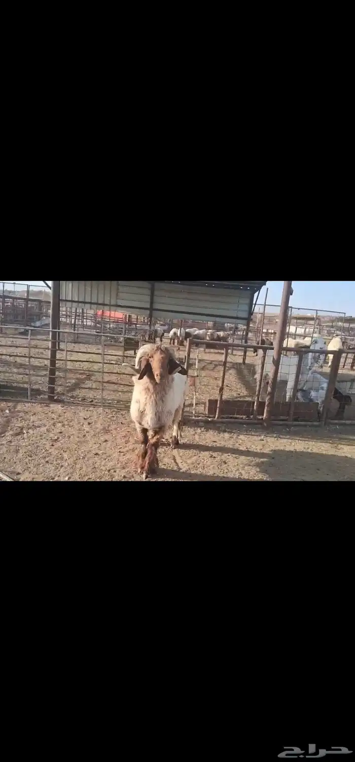 للبيع فحل نعيمي طيب رباع 1