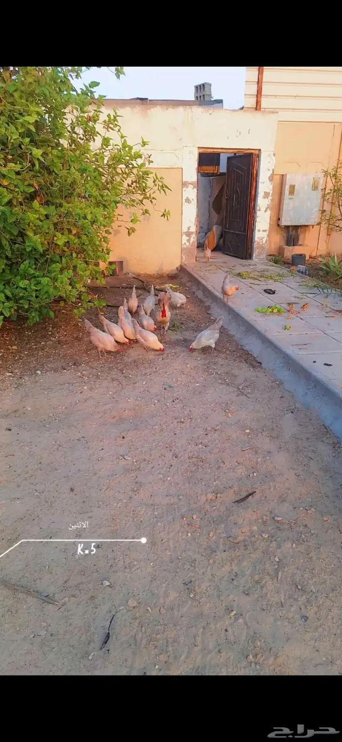 للبيع دجاج فيامي وحمام وز هولندي 2