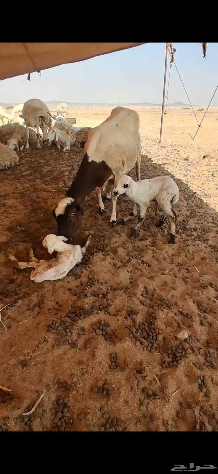 للبيع نعجه رفيدي توه والد تحتها 2 3
