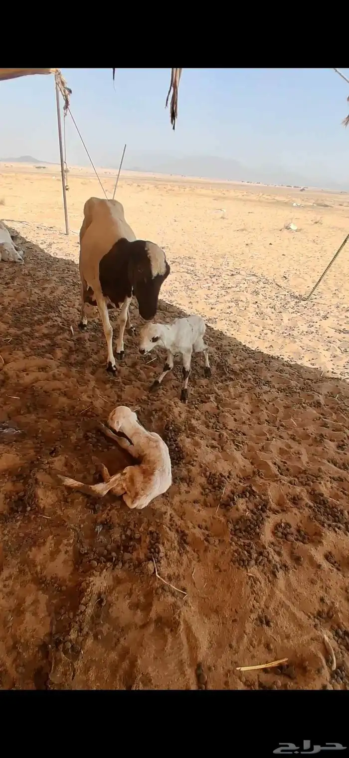 للبيع نعجه رفيدي توه والد تحتها 2 0