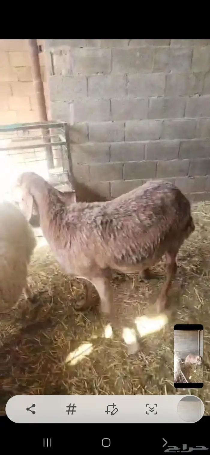 شاه مشروكه حري مع سواكني جرم هايل وفل شحم اول تمام 0