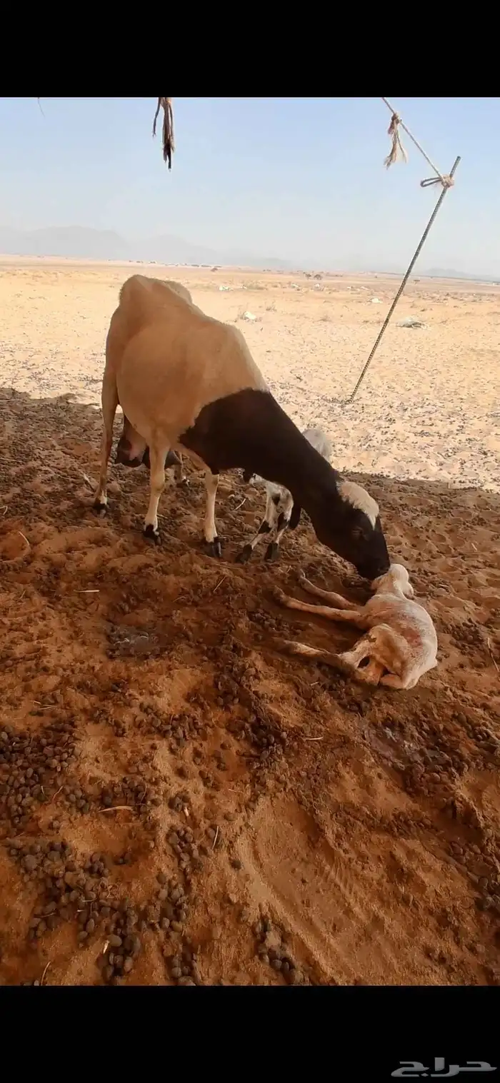 للبيع نعجه رفيدي توه والد تحتها 2 1