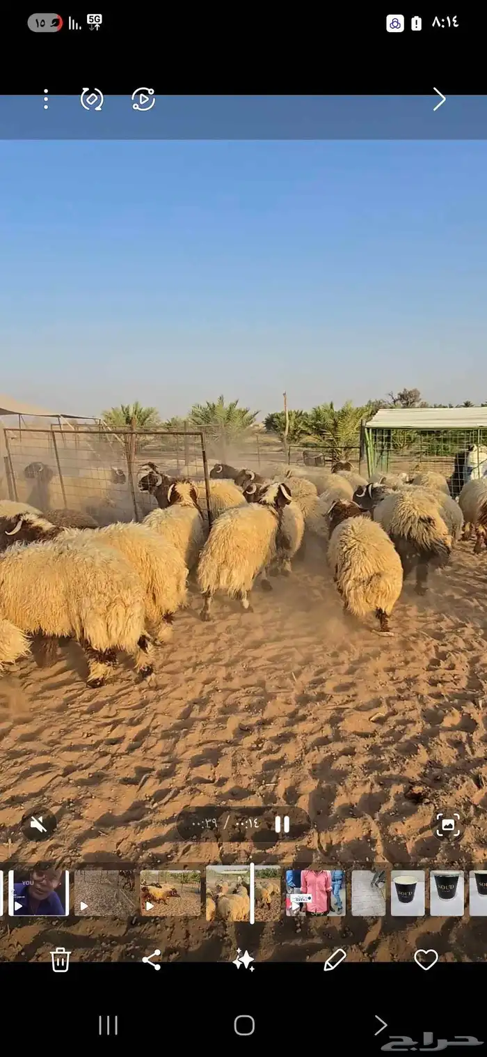 نعيم خرفان العدد 51 للبيع مربوط الأعمار من 4 شهور إلى 8 شهور 0