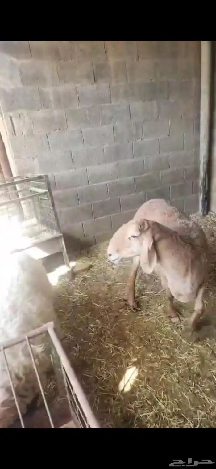 شاه مشروكه حري مع سواكني جرم هايل وفل شحم اول تمام 4