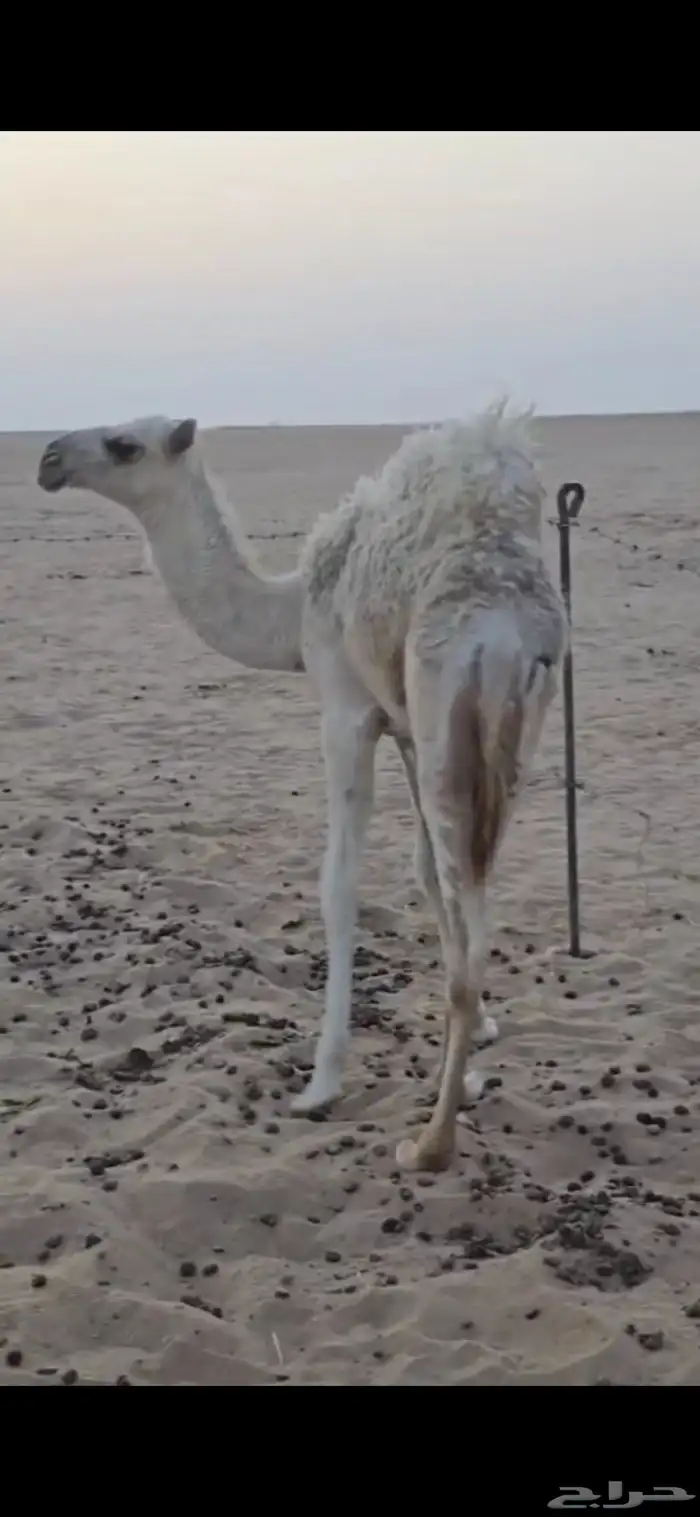 بكره قصب 0