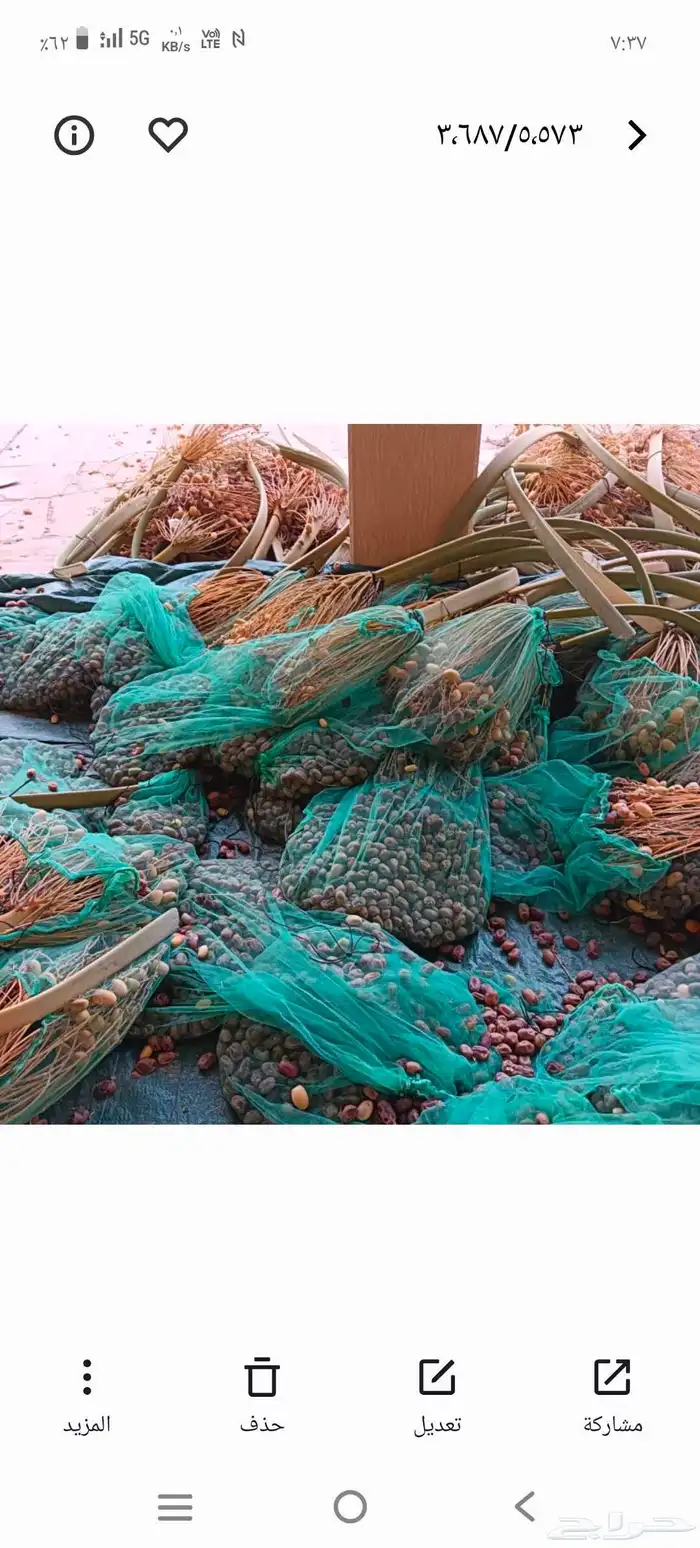 صرام النخل الرياض وبرا الرياض 4
