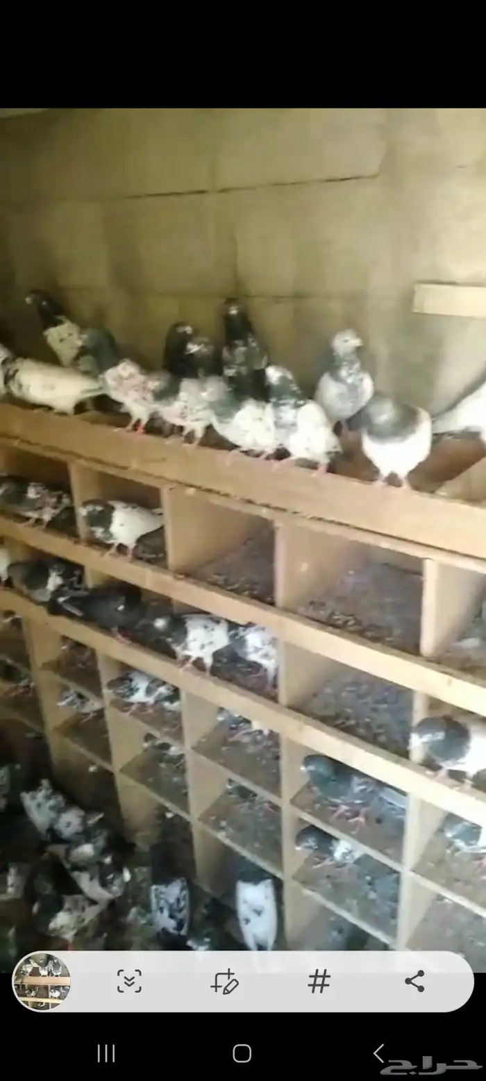 Pakistani pigeon for sale 5