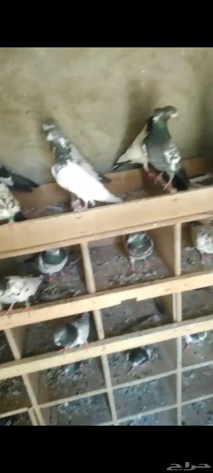 Pakistani pigeon for sale 4