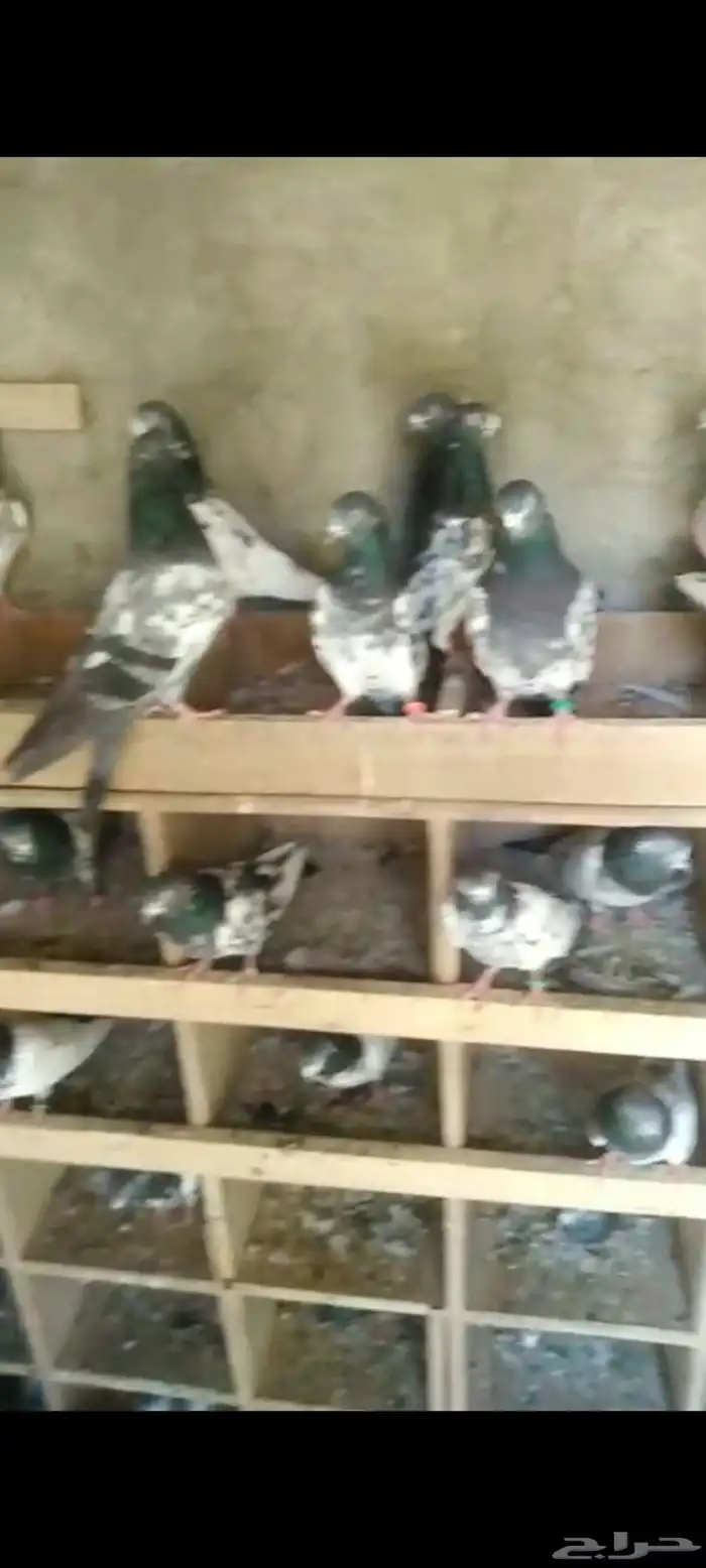 Pakistani pigeon for sale 3
