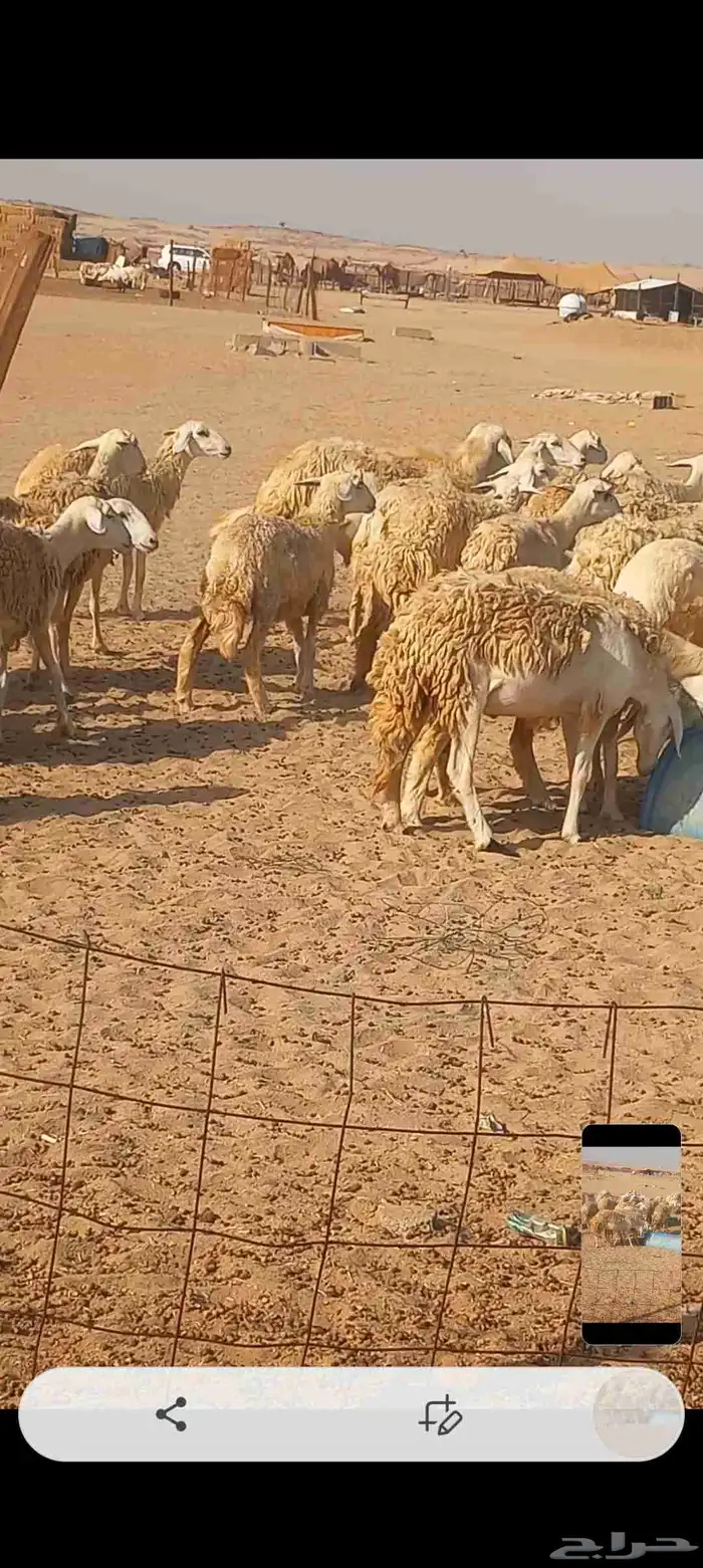 ضان حريه صنف 3