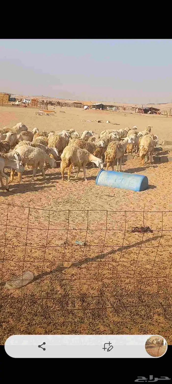 ضان حريه صنف 6