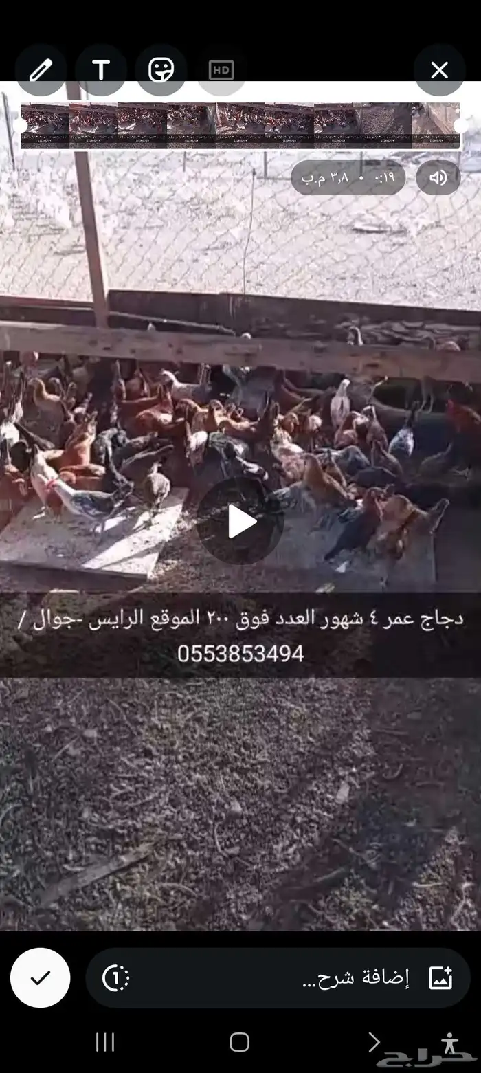 دجاج بلدي للبيع 0