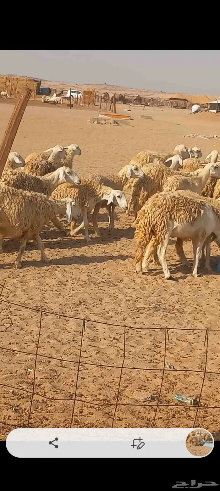 ضان حريه صنف 4