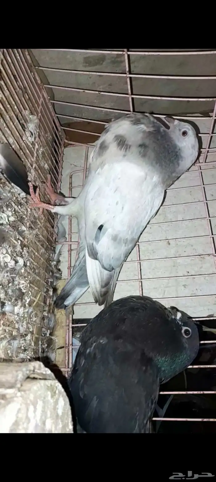 زوج نفاخ اسباني 3