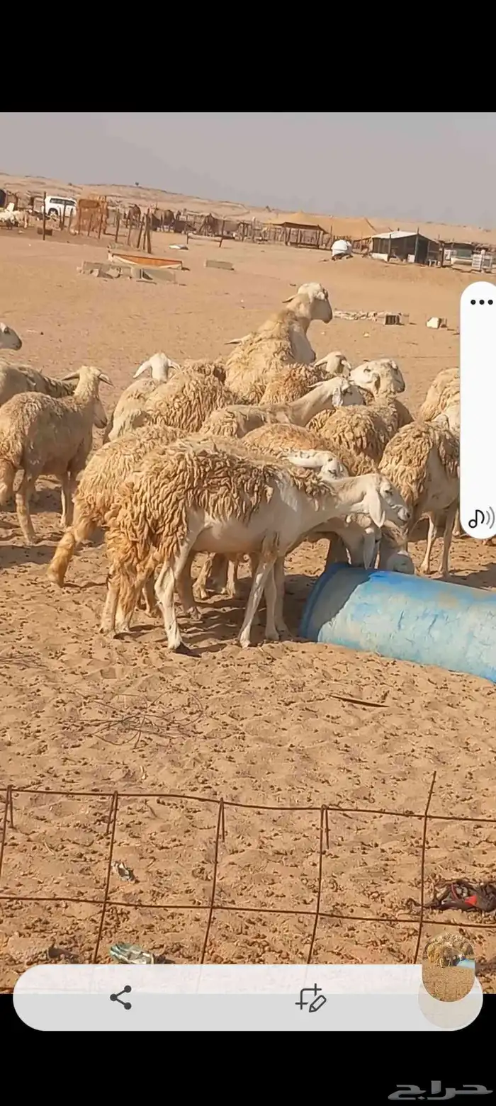 ضان حريه صنف 1