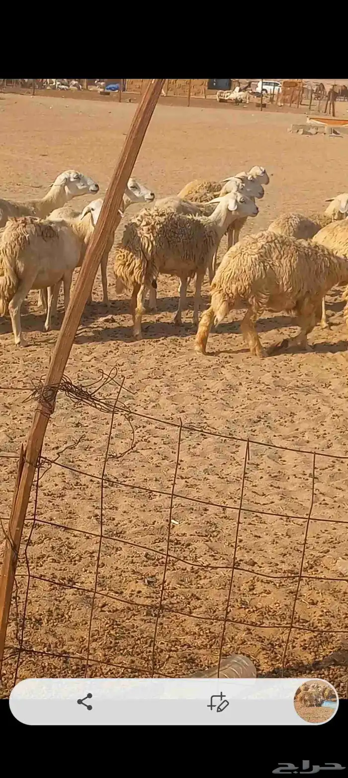 ضان حريه صنف 2