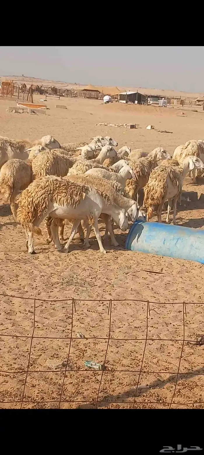 ضان حريه صنف 5