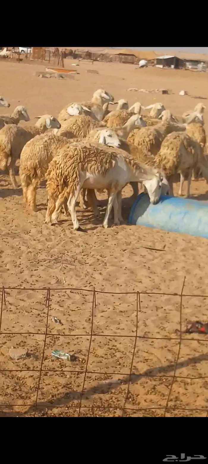 ضان حريه صنف 0