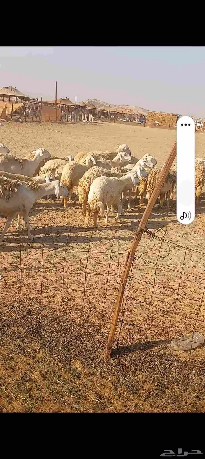 ضان حريه صنف 8