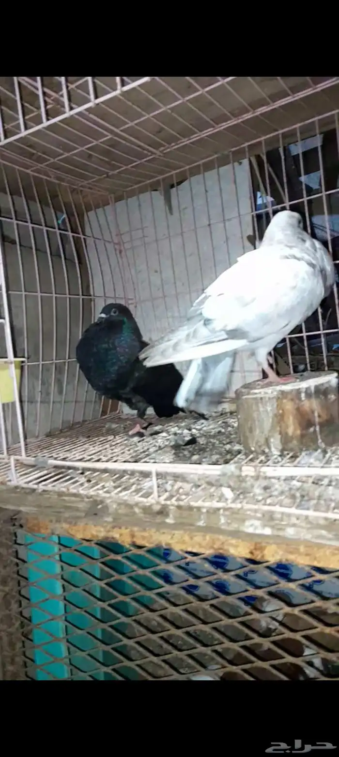 زوج نفاخ اسباني 6