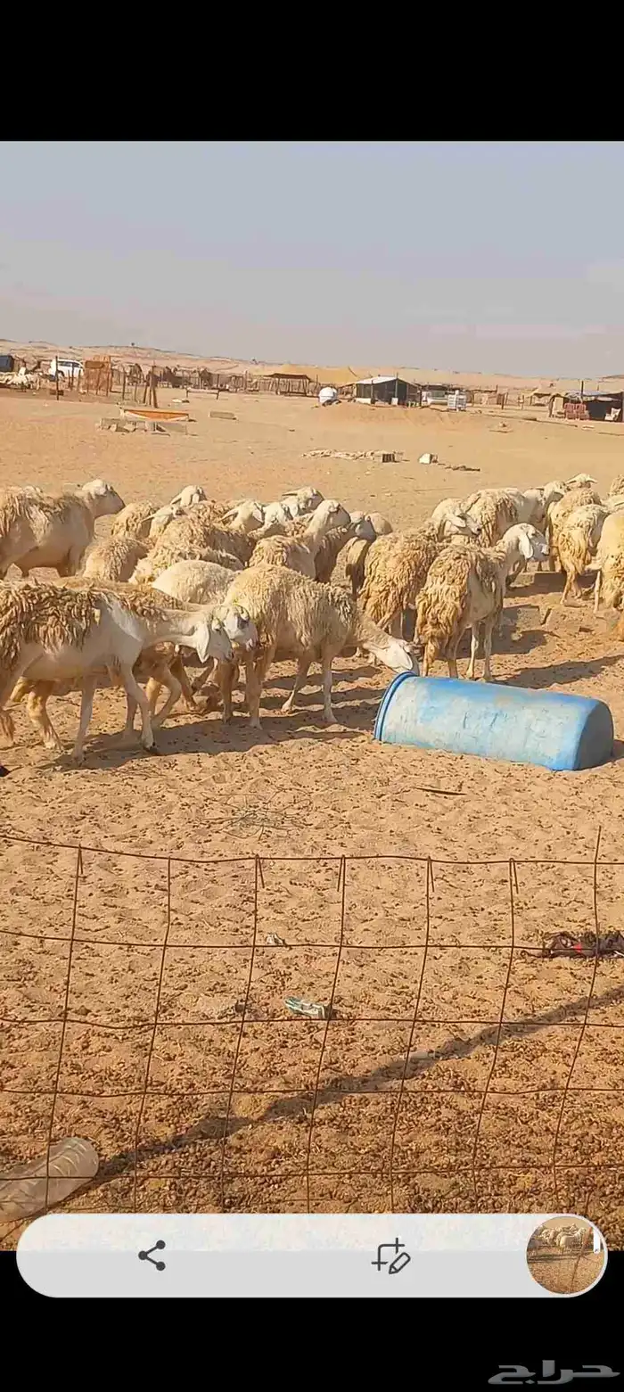 ضان حريه صنف 7