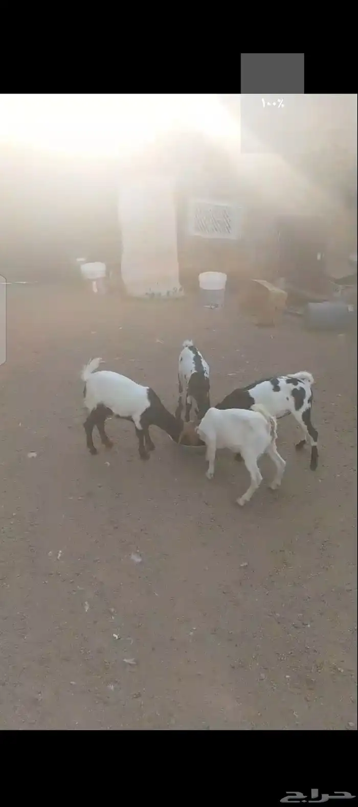 موجود ماعز قزم 0