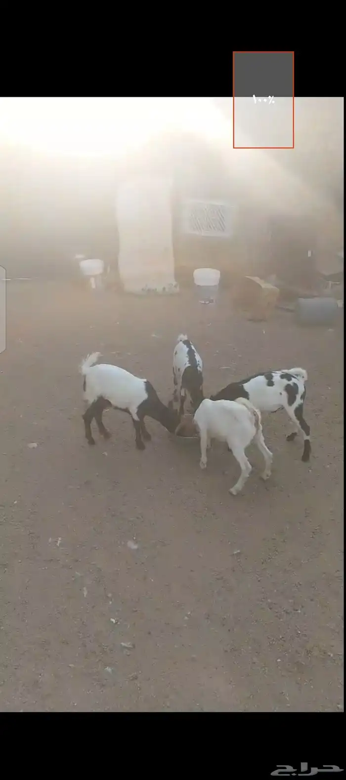 موجود ماعز قزم 1