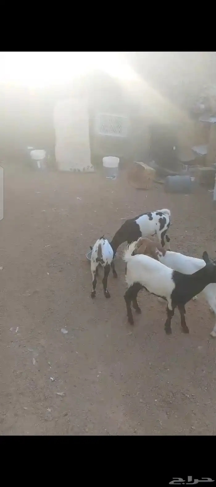 موجود ماعز قزم 2