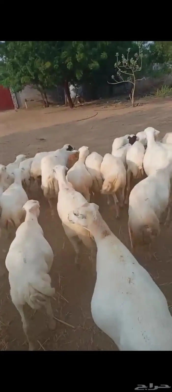 ضان رفيديت بلدي دفيع 0