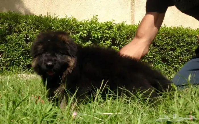 جيرمن شيبرد مستوى عالمى 2