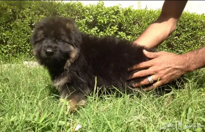 جيرمن شيبرد مستوى عالمى 4