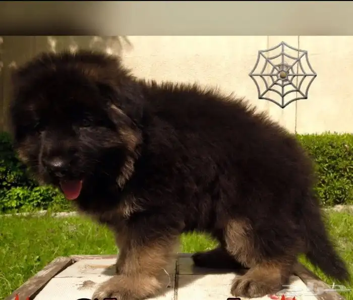 جيرمن شيبرد مستوى عالمى 0