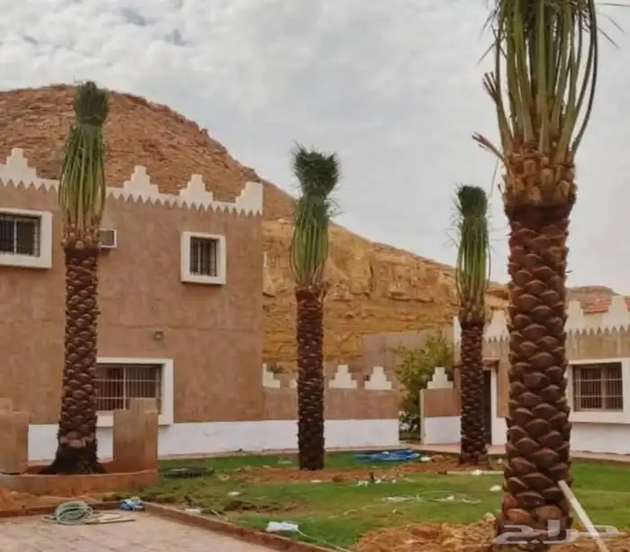 نخل القصيم نخلوطيب ومثمر على هذا الرقم 4