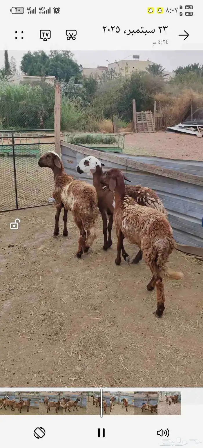 رخال سواكني 4