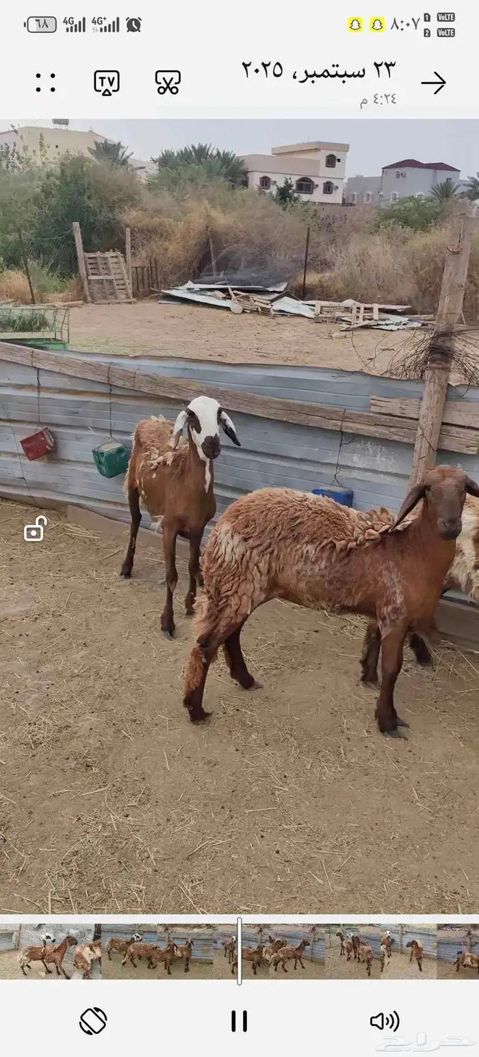 رخال سواكني 3