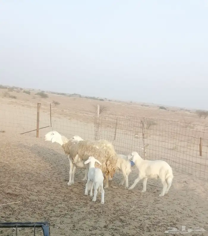 تم البيع 3