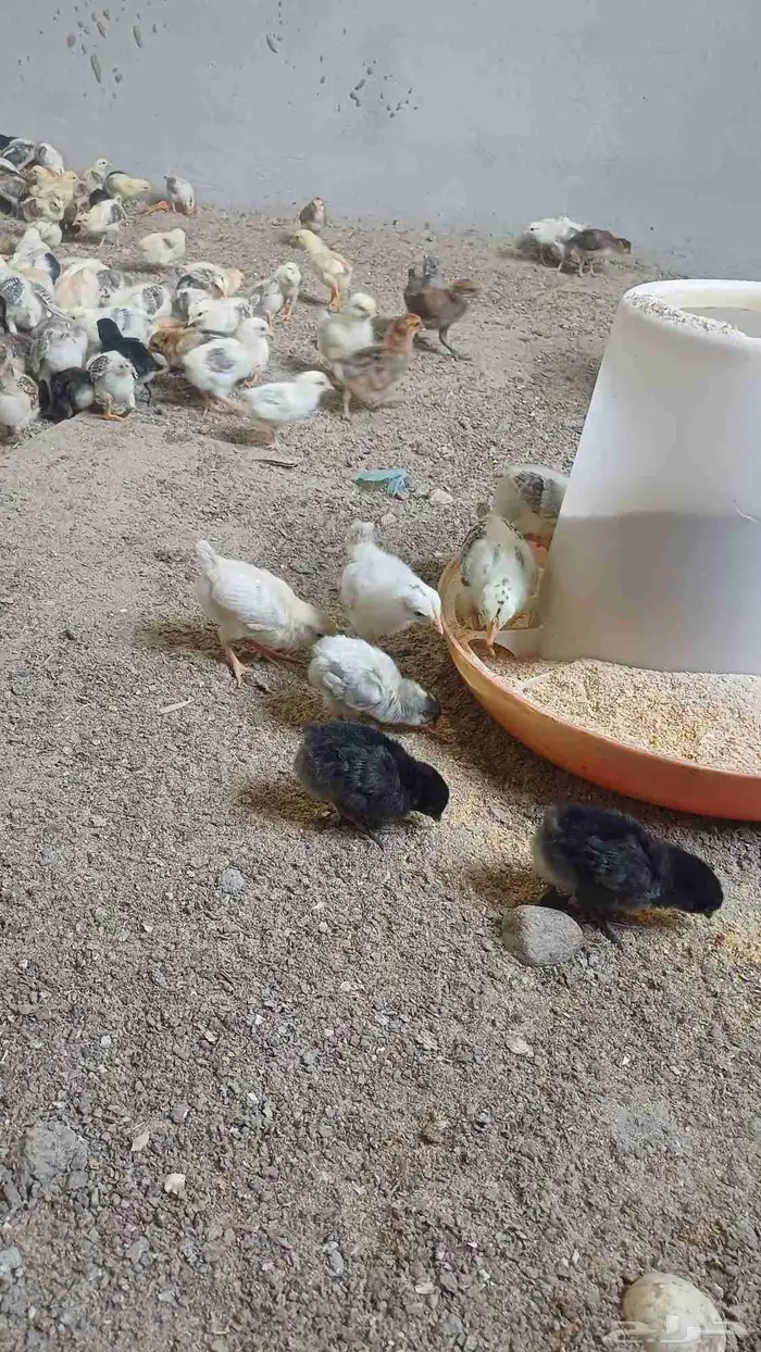 صوص دجاج بلدي 1