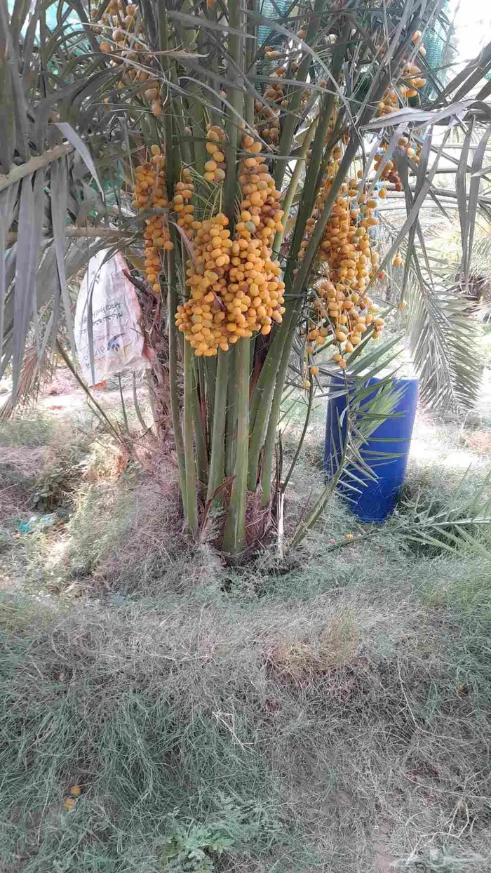 نخل صقعي إخلاص مجدول سكري عجوه مجدول 2