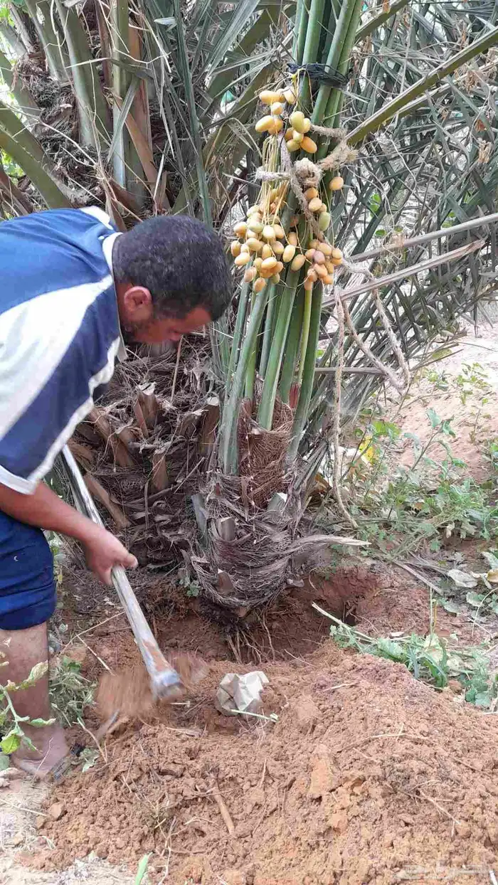 نخل صقعي إخلاص مجدول سكري عجوه مجدول 6