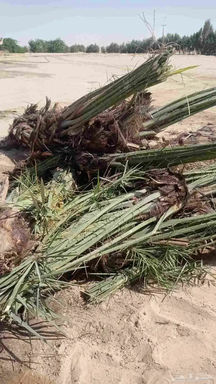 نخل للبيع جمع أنوعه متوفره لدينا 5