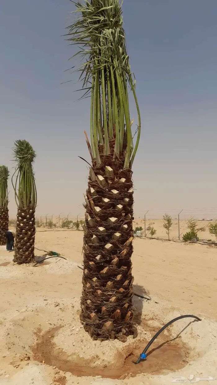 تركيب الشبوك 4