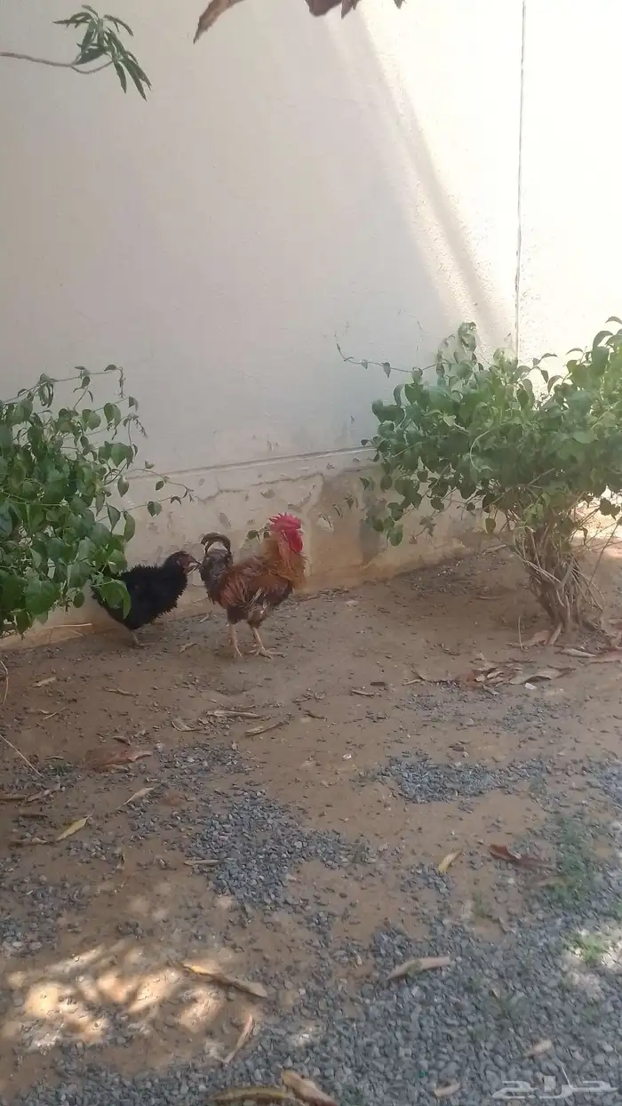 دجاج مفتله 0