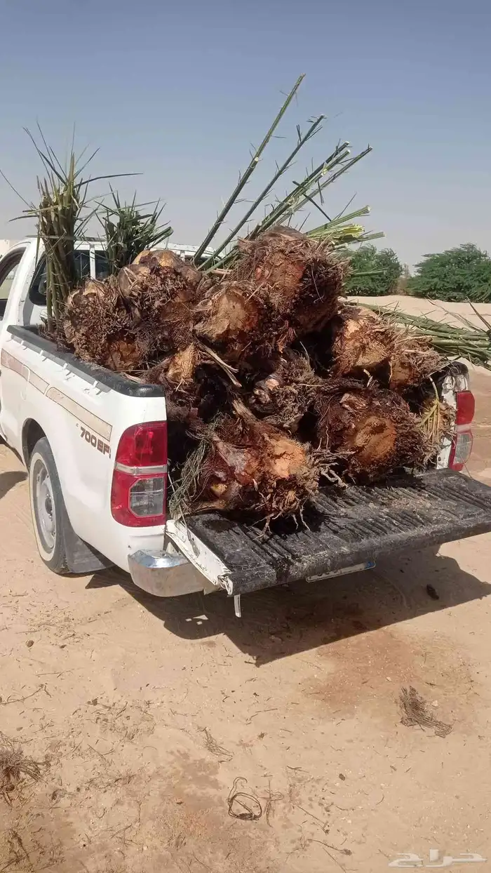 نخل للبيع جمع أنوعه متوفره لدينا 8
