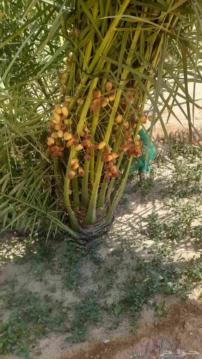 نخل صقعي إخلاص مجدول سكري عجوه مجدول 3