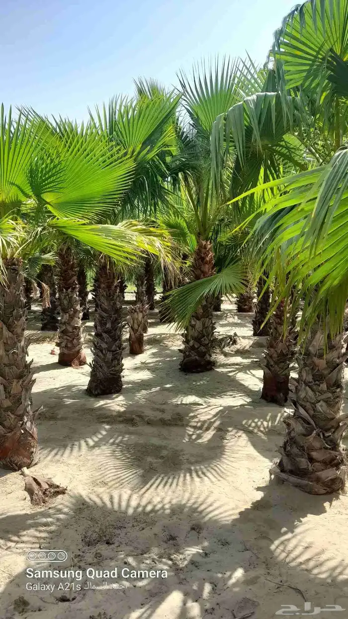 مزرعة الياسمين 8