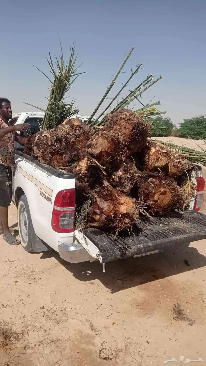 نخل للبيع جمع أنوعه متوفره لدينا 6
