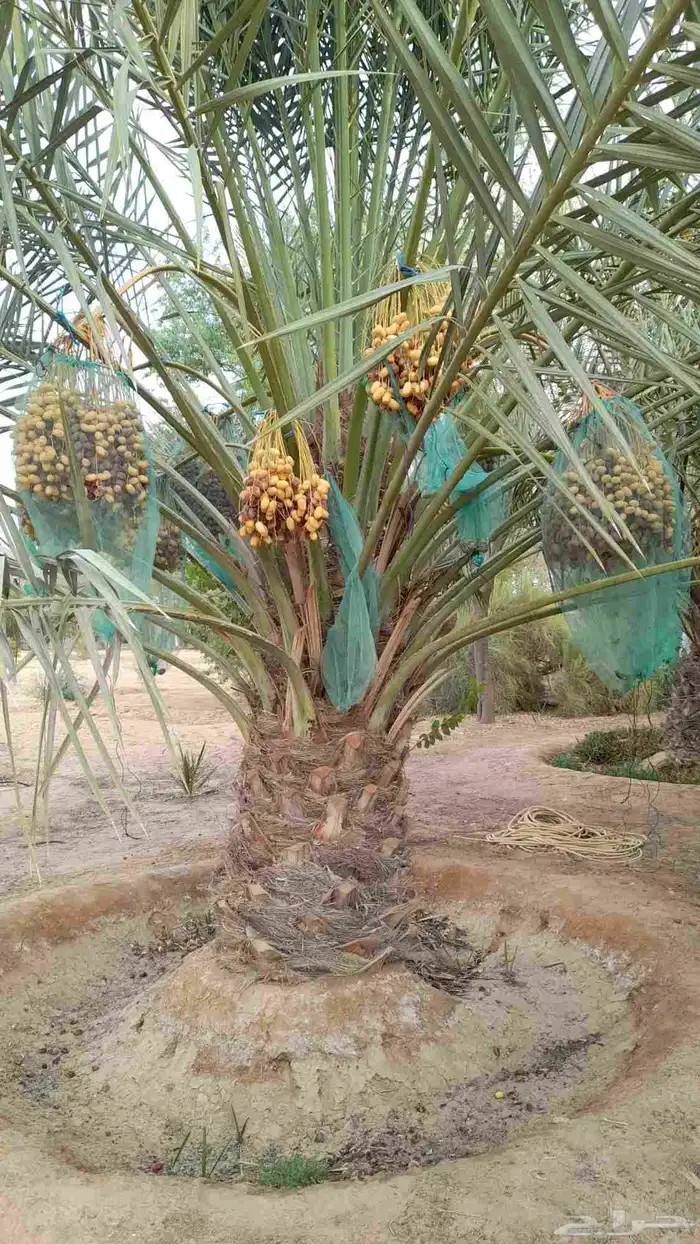 نخل صقعي إخلاص مجدول سكري عجوه مجدول 4